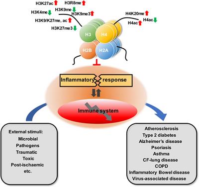 Frontiers Role Of Histone Post Translational Modifications In